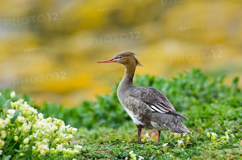 Red-breasted Merganser