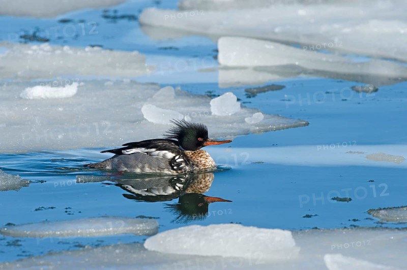 Red-breasted merganser