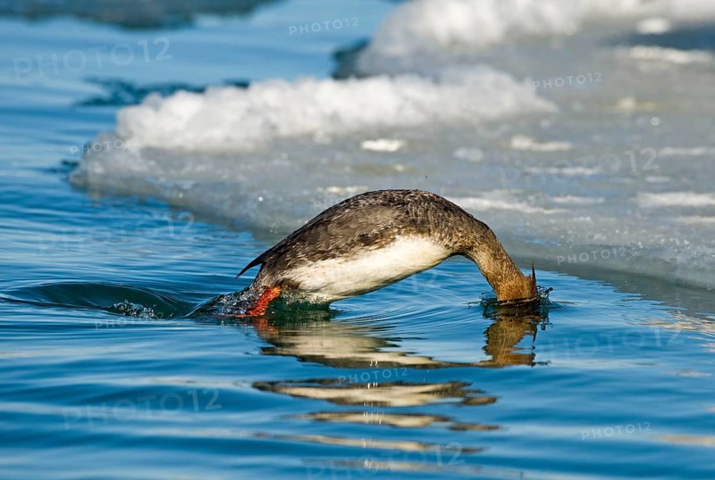 Red-breasted merganser