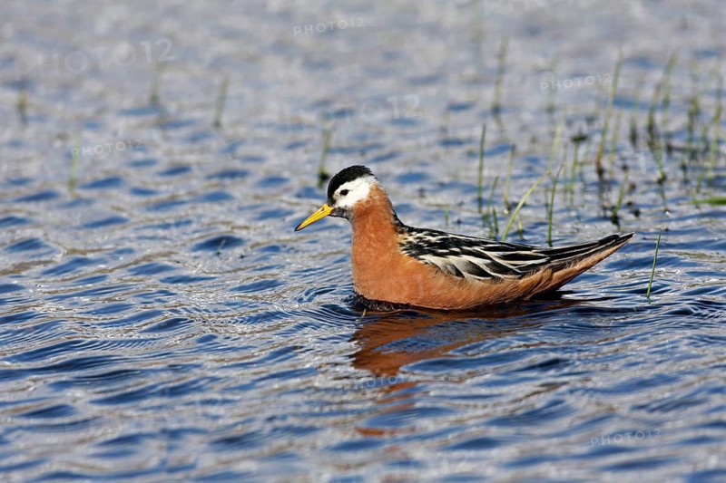 Grey Phalarope