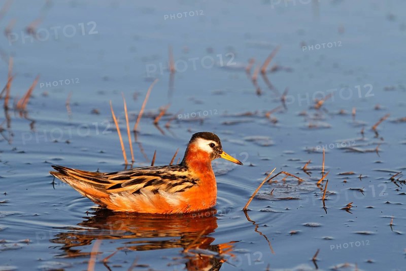 Grey Phalarope