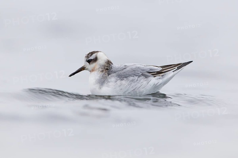 Grey Phalarope
