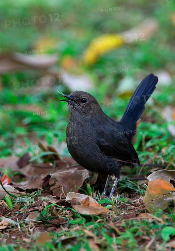 Indian Robin