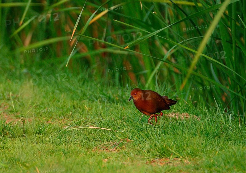 Red-breasted Crake