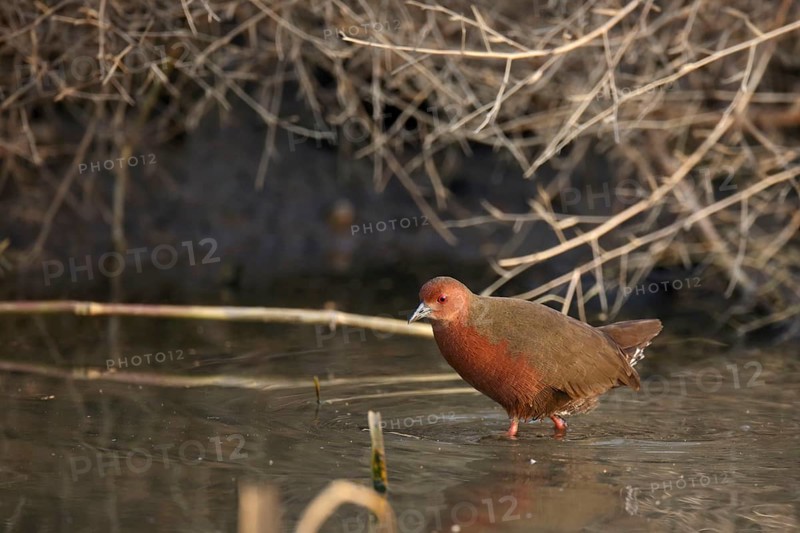 Red-breasted Crake