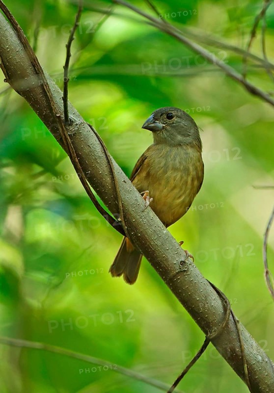 St. Lucia Black Finch