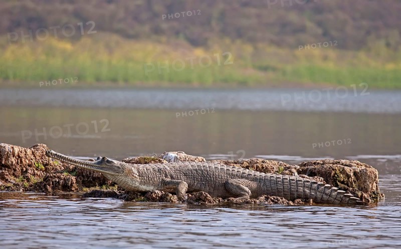 Gharial