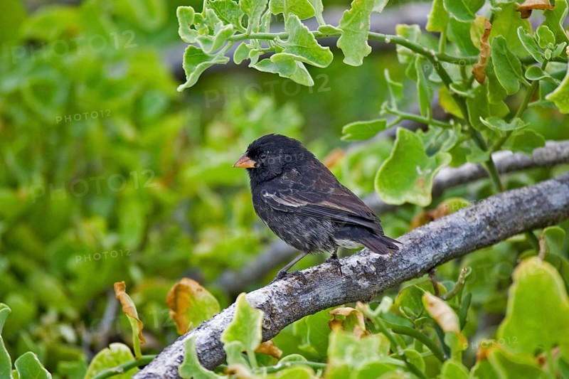 Small Ground Finch