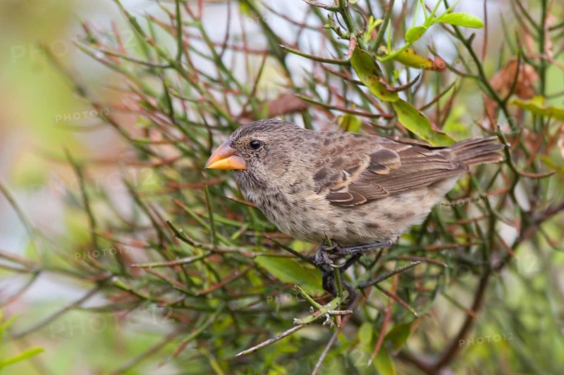 Medium Ground Finch
