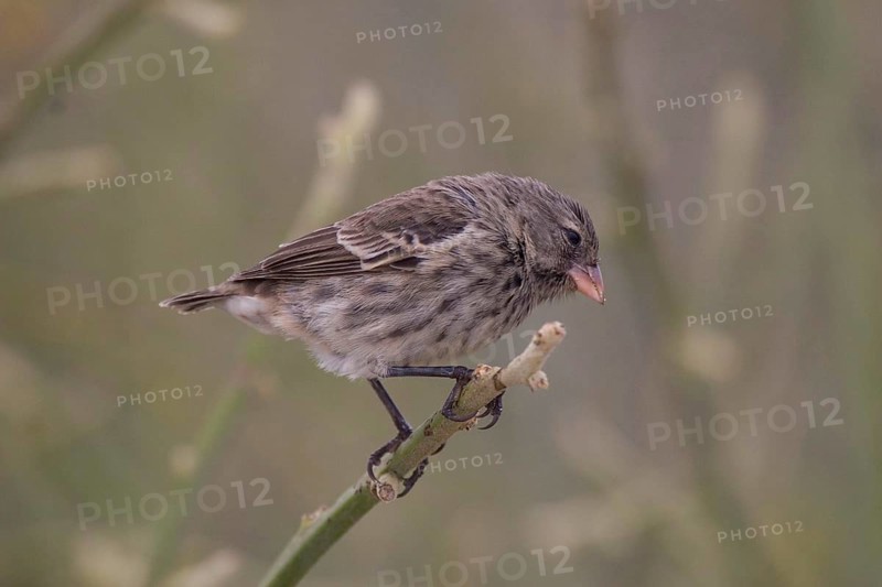 Small Ground Finch