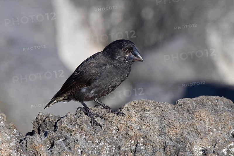 Ground Finch