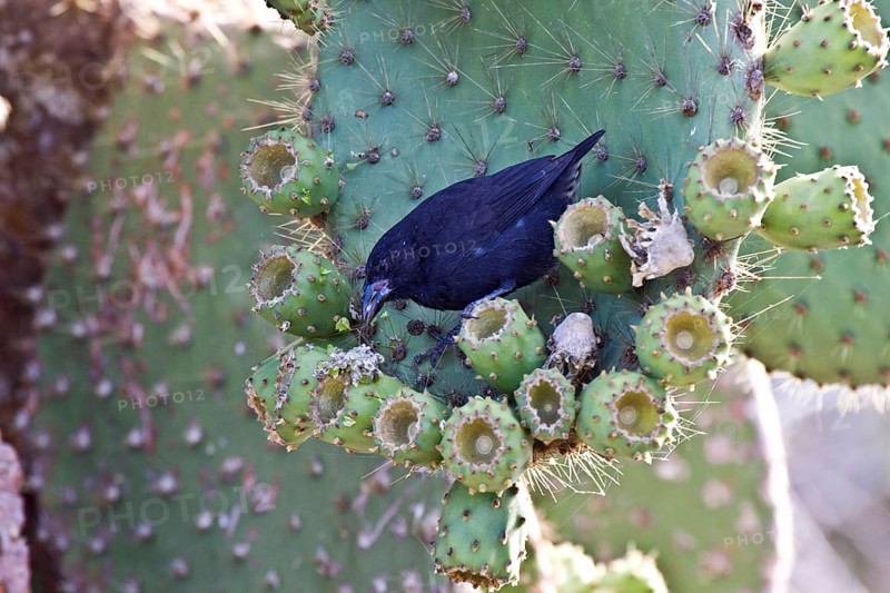 Cactus ground finch