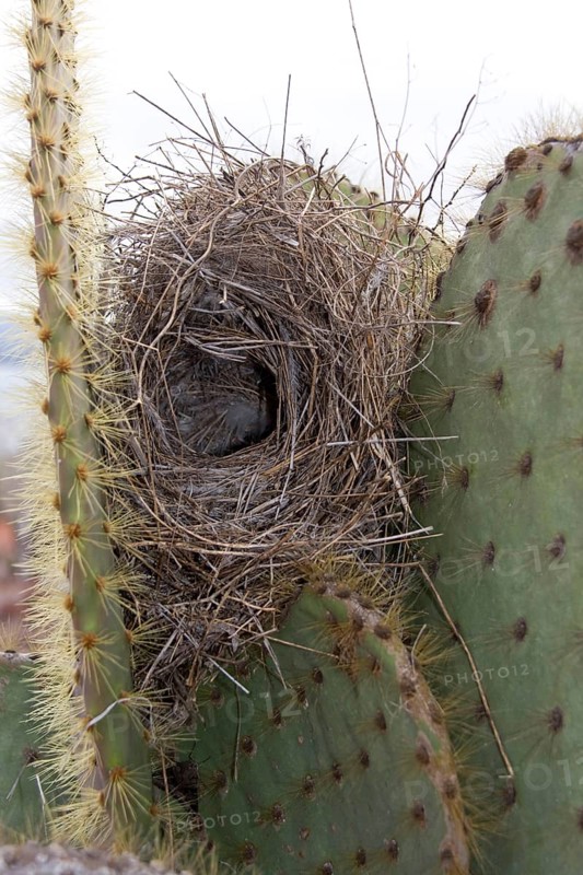Cactus Ground Finch