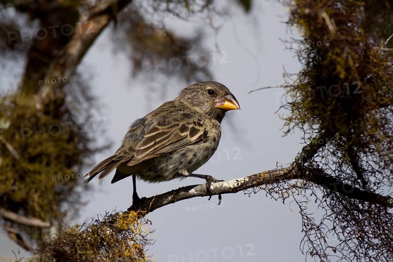 Medium Ground Finch