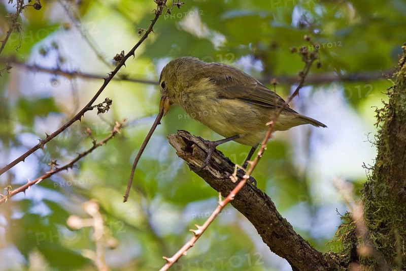 Woodpecker finch