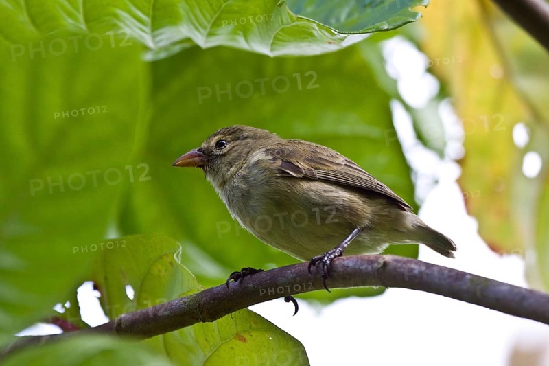 Woodpecker finch