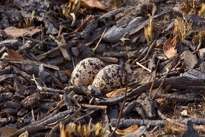 Nest and eggs of a winged bronze minnow