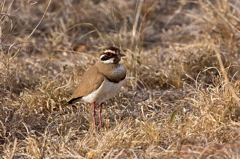 Bronze Winged Racer