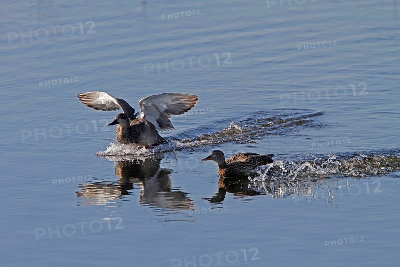 Gadwall