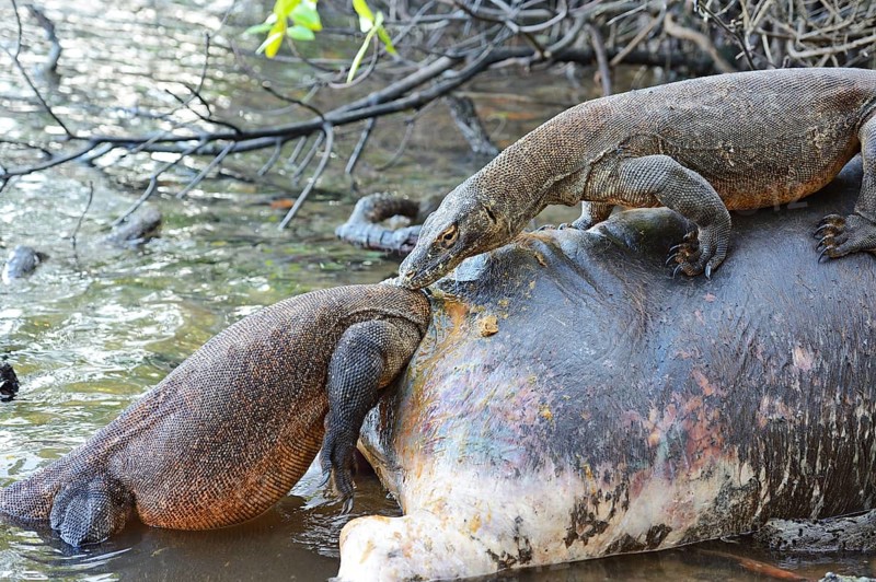 Komodo dragons