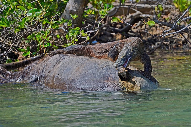 Komodo dragon