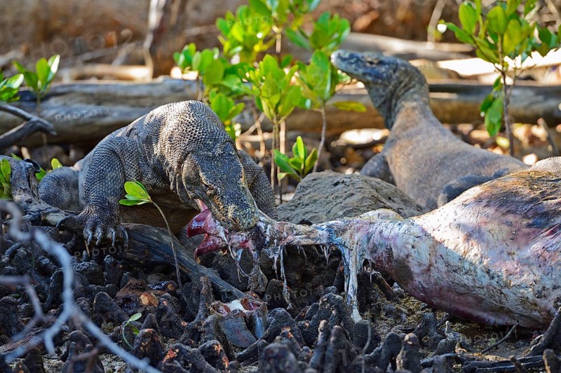 Komodo dragons