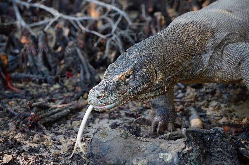 Komodo dragon