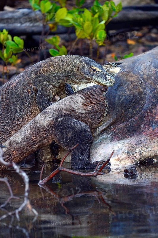 Komodo dragons