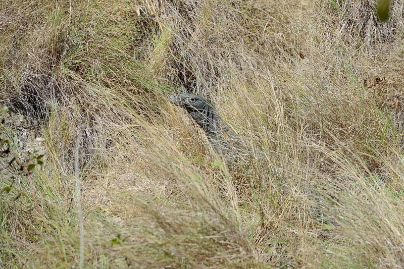 Komodo dragon