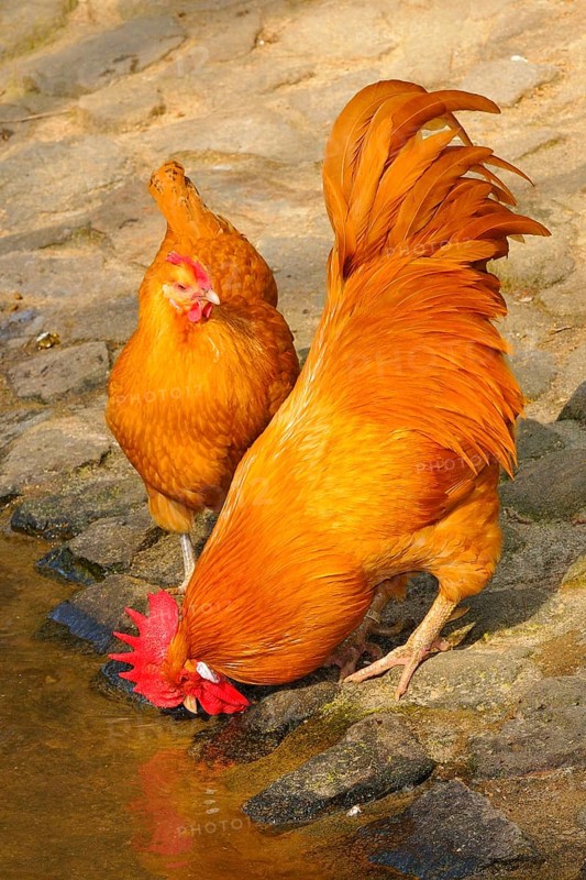 Saxon Grouse