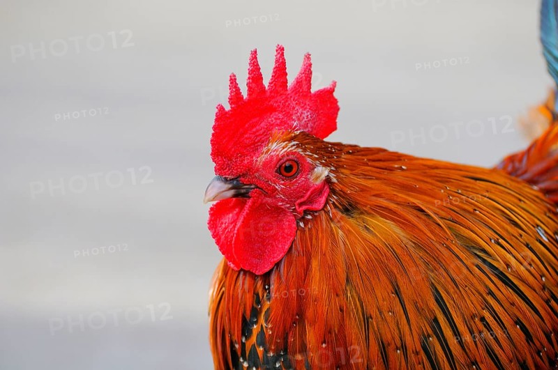 Brakel-cock