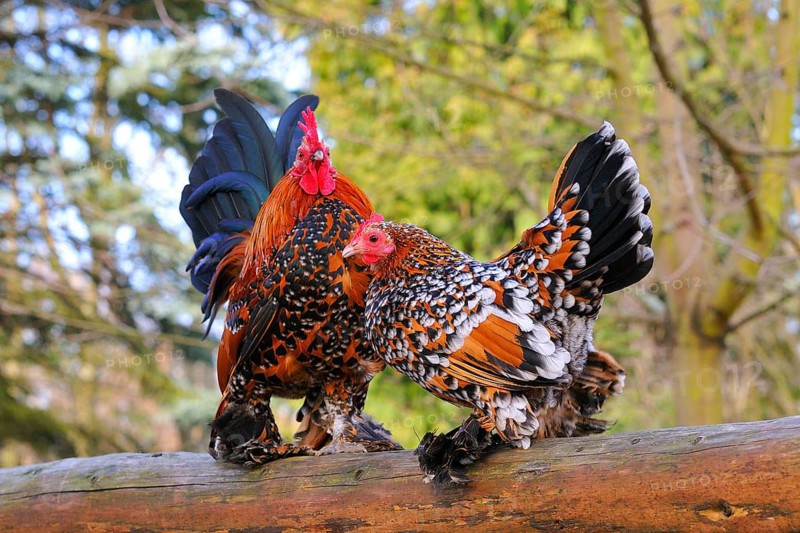 Feathered bantams