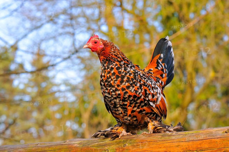 Feather-footed bantam
