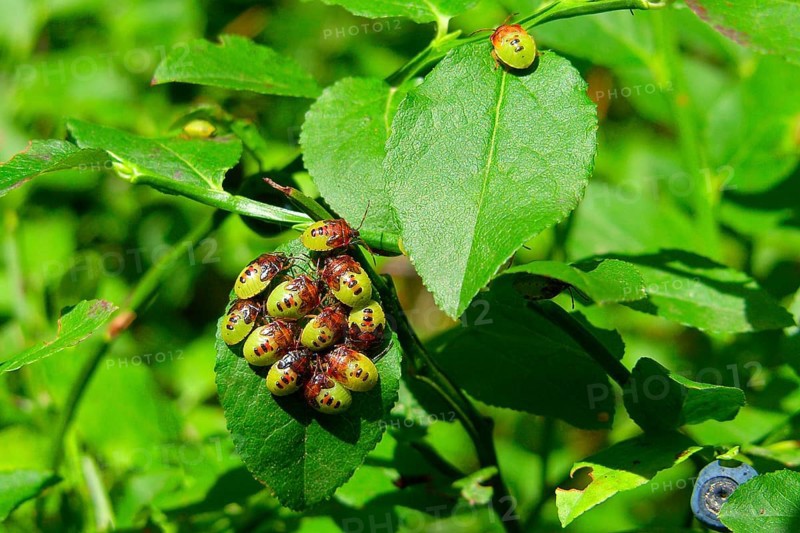 Trefoil spiny bug