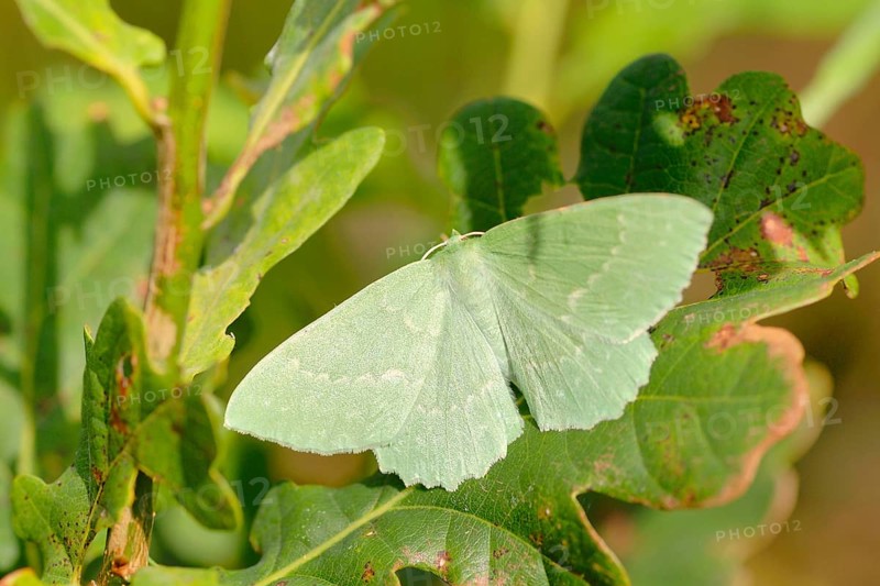 Large emerald
