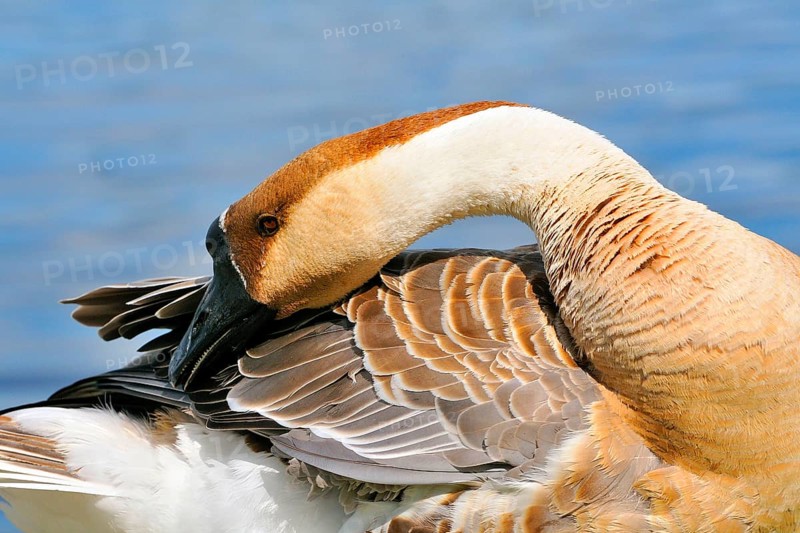Swan Goose