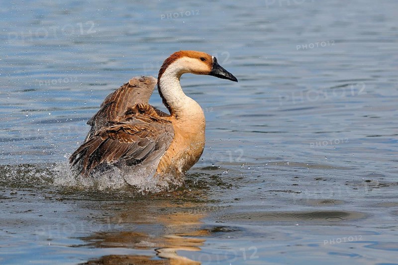 Swan Goose