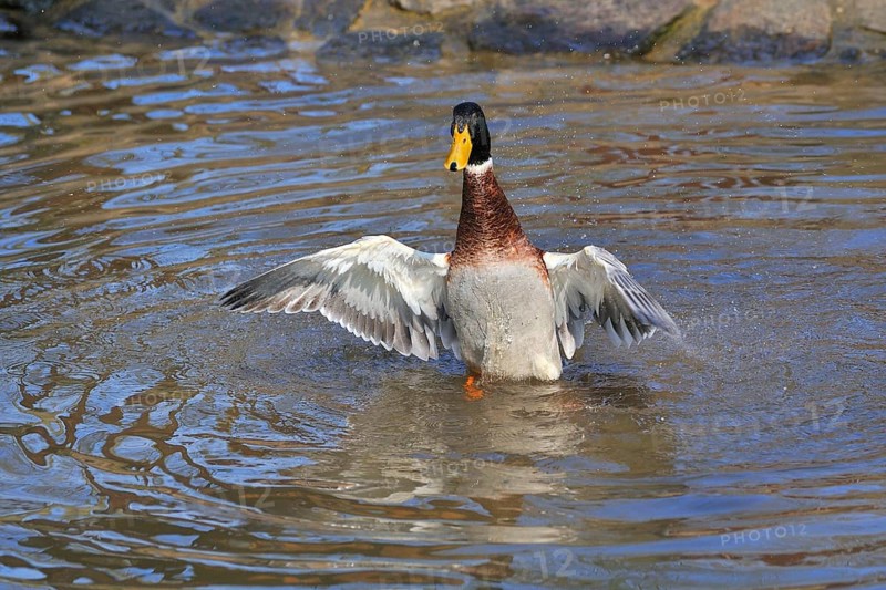 Indian Runner Duck