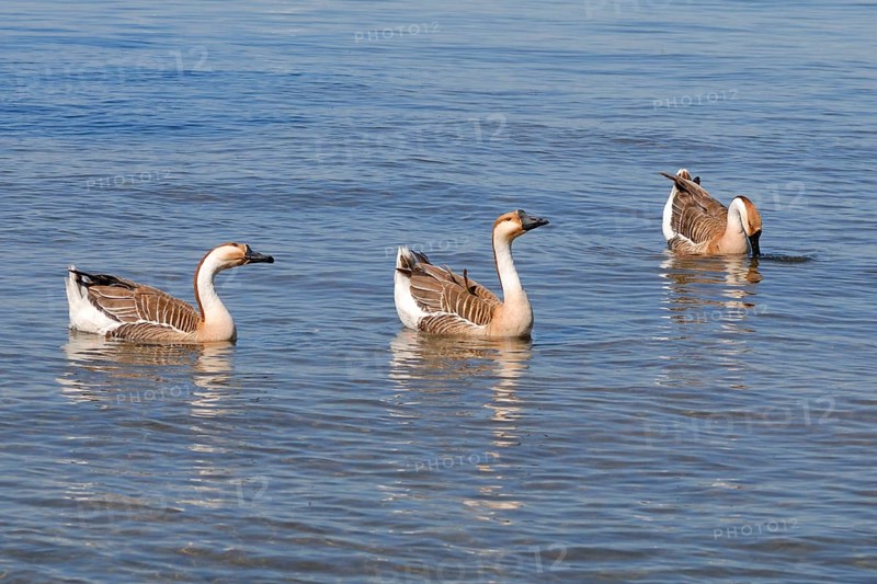 Swan Goose