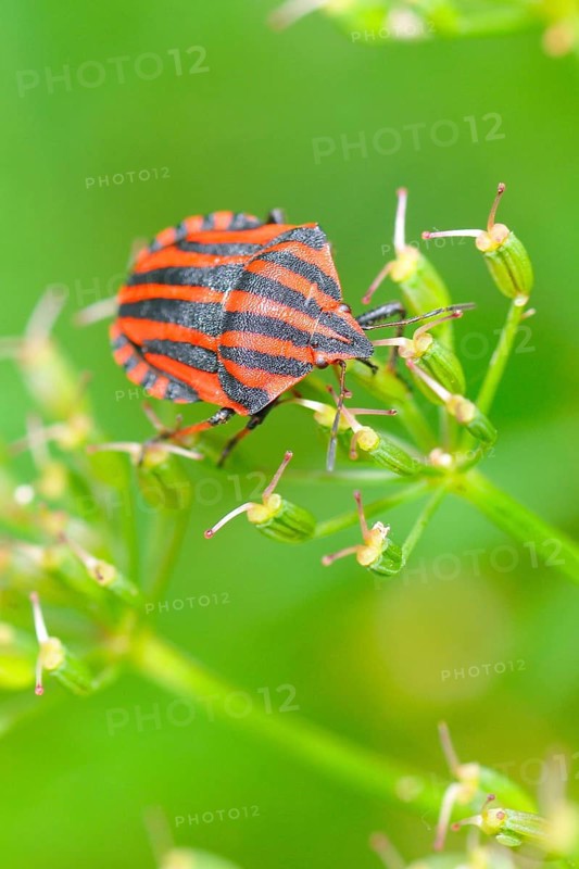 Striped bug