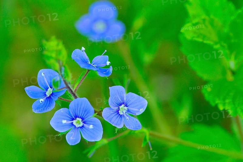 Gamander Speedwell