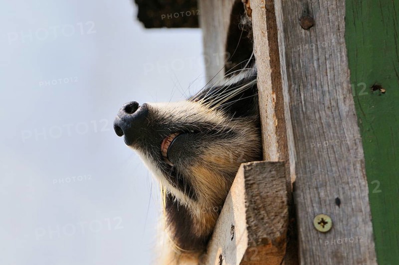 Raccoon