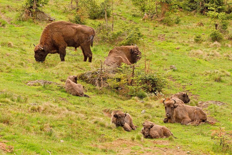 European bison