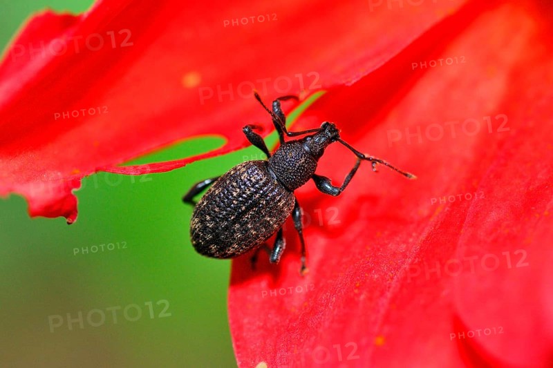 Furrowed Black Borer