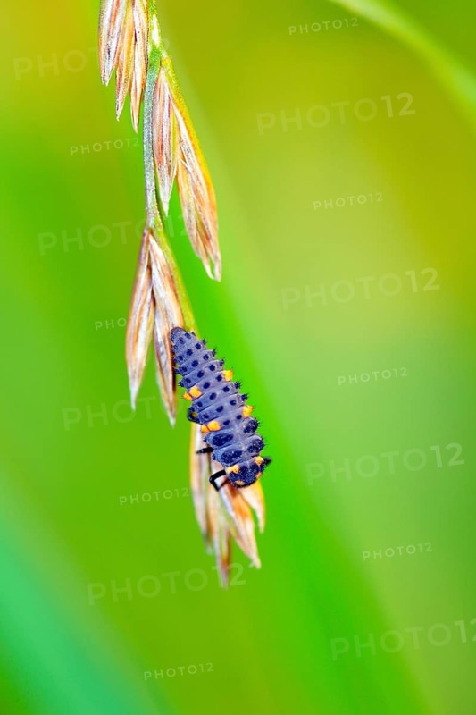 Five-spot ladybird