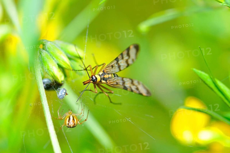 Scorpion fly