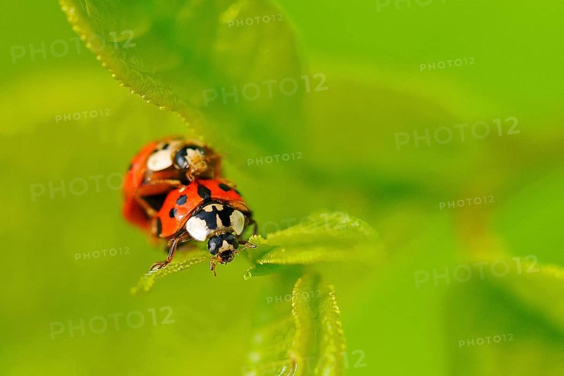 Asian ladybird