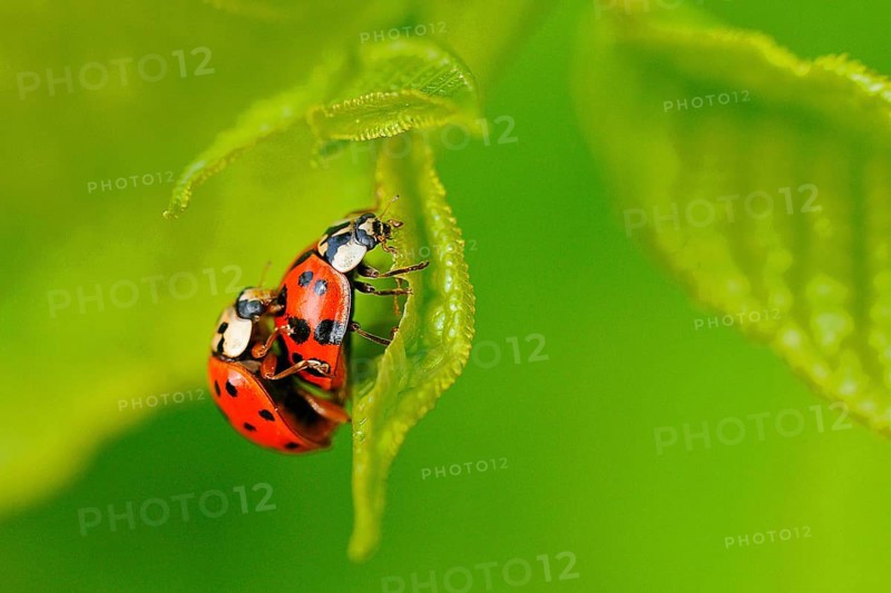 Asian ladybird
