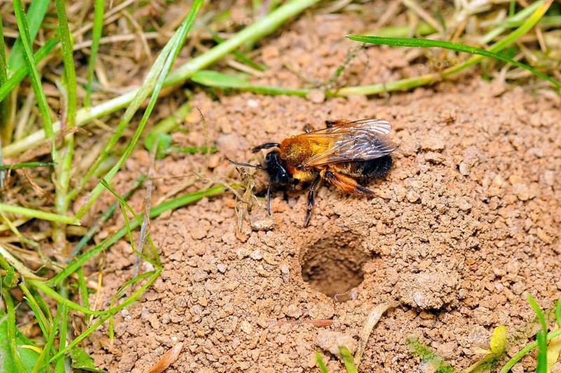 Common sand bee