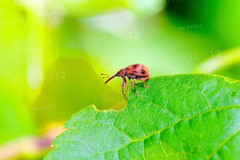 Cherry pit pricker